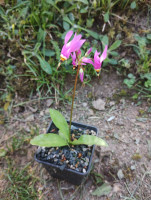 /album/fotogalerie-nabidka/dodecatheon-pulchellum-red-wings-jpg/